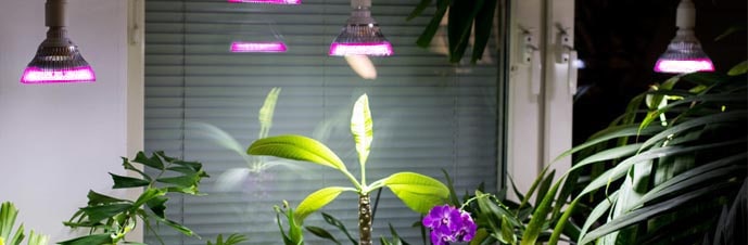  نور مصنوعی برای گیاه آپارتمانی از کجا قابل خرید است؟